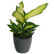 Dieffenbachia 'Camilla' + Cache pot Anthracite